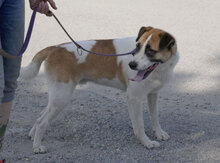 JERRY, Hund, Mischlingshund in Bulgarien - Bild 23