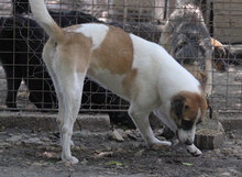 JERRY, Hund, Mischlingshund in Bulgarien - Bild 24