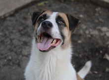 JERRY, Hund, Mischlingshund in Bulgarien - Bild 25