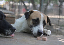 JERRY, Hund, Mischlingshund in Bulgarien - Bild 26