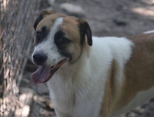 JERRY, Hund, Mischlingshund in Bulgarien - Bild 27