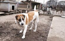 JERRY, Hund, Mischlingshund in Bulgarien - Bild 28