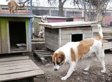 JERRY, Hund, Mischlingshund in Bulgarien - Bild 29