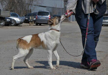 JERRY, Hund, Mischlingshund in Bulgarien - Bild 3