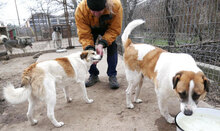 JERRY, Hund, Mischlingshund in Bulgarien - Bild 30