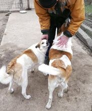 JERRY, Hund, Mischlingshund in Bulgarien - Bild 31