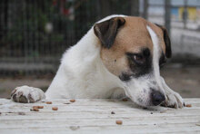 JERRY, Hund, Mischlingshund in Bulgarien - Bild 33