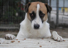 JERRY, Hund, Mischlingshund in Bulgarien - Bild 34