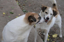 JERRY, Hund, Mischlingshund in Bulgarien - Bild 36