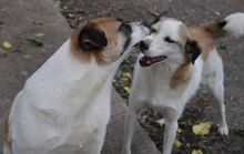 JERRY, Hund, Mischlingshund in Bulgarien - Bild 37