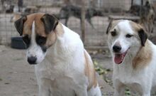 JERRY, Hund, Mischlingshund in Bulgarien - Bild 38