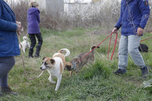 JERRY, Hund, Mischlingshund in Bulgarien - Bild 41
