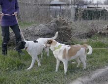 JERRY, Hund, Mischlingshund in Bulgarien - Bild 42
