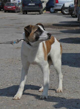 JERRY, Hund, Mischlingshund in Bulgarien - Bild 5