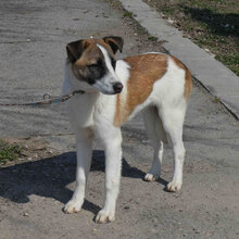 JERRY, Hund, Mischlingshund in Bulgarien - Bild 6