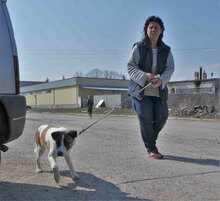 JERRY, Hund, Mischlingshund in Bulgarien - Bild 7