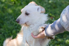 FREDDY, Hund, Mischlingshund in Kroatien - Bild 1