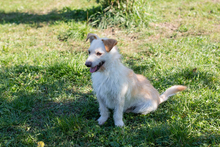 FREDDY, Hund, Mischlingshund in Kroatien - Bild 3