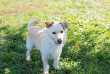 FREDDY, Hund, Mischlingshund in Kroatien - Bild 5