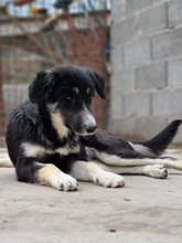 FIENE, Hund, Mischlingshund in Kroatien - Bild 13