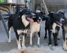 FIENE, Hund, Mischlingshund in Kroatien - Bild 16