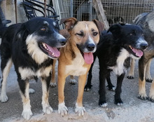 FIENE, Hund, Mischlingshund in Kroatien - Bild 17