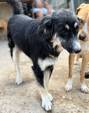 FIENE, Hund, Mischlingshund in Kroatien - Bild 6