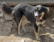FIENE, Hund, Mischlingshund in Kroatien - Bild 7