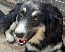 FIENE, Hund, Mischlingshund in Kroatien - Bild 9