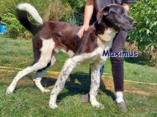 MAXIMUS, Hund, Asiatischer Owtcharka in Bosnien und Herzegowina - Bild 1