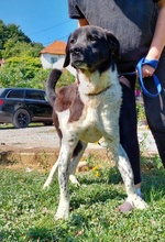 MAXIMUS, Hund, Asiatischer Owtcharka in Bosnien und Herzegowina - Bild 2