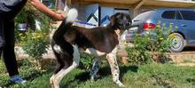 MAXIMUS, Hund, Asiatischer Owtcharka in Bosnien und Herzegowina - Bild 3