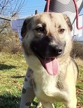 TOBI, Hund, Mischlingshund in Bosnien und Herzegowina - Bild 1