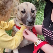 TOBI, Hund, Mischlingshund in Bosnien und Herzegowina - Bild 2