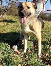 TOBI, Hund, Mischlingshund in Bosnien und Herzegowina - Bild 3