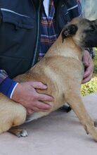 BORCSA, Hund, Deutscher Schäferhund-Mix in Mommenheim - Bild 2