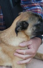 BORCSA, Hund, Deutscher Schäferhund-Mix in Mommenheim - Bild 4