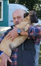 BORCSA, Hund, Deutscher Schäferhund-Mix in Mommenheim - Bild 6