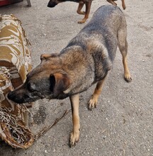 LUFI, Hund, Deutscher Schäferhund-Mix in Ungarn - Bild 10