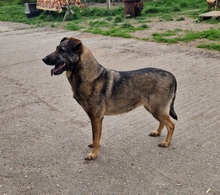 LUFI, Hund, Deutscher Schäferhund-Mix in Ungarn - Bild 11