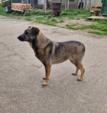 LUFI, Hund, Deutscher Schäferhund-Mix in Ungarn - Bild 12