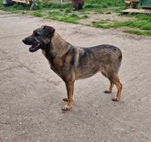 LUFI, Hund, Deutscher Schäferhund-Mix in Ungarn - Bild 13