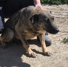 LUFI, Hund, Deutscher Schäferhund-Mix in Ungarn - Bild 3