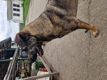 LUFI, Hund, Deutscher Schäferhund-Mix in Ungarn - Bild 9
