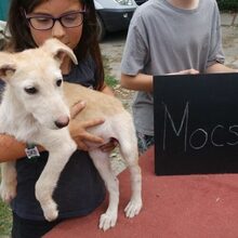 MOCSOK, Hund, Mudi-Mix in Mommenheim - Bild 1