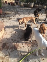 JESUS, Hund, Podenco-Deutscher Schäferhund-Mix in Spanien - Bild 8