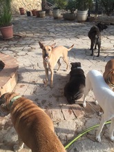 JESUS, Hund, Podenco-Deutscher Schäferhund-Mix in Spanien - Bild 9