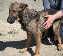 MOGYI, Hund, Deutscher Schäferhund-Mix in Ungarn - Bild 1