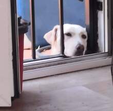 SNOWY, Hund, Labrador-Mastin Español-Mix in Spanien - Bild 3