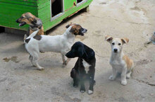 DEYA, Hund, Jack Russell Terrier-Mix in Nidderau - Bild 10